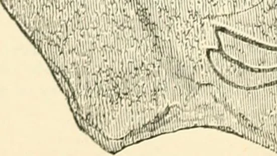 An illustration from Man before metals, 1902, leaf 299