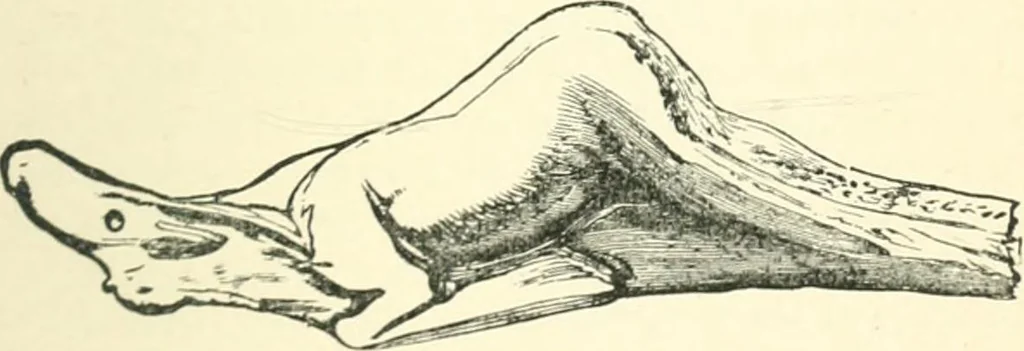 An illustration from Man before metals, 1902, leaf 312