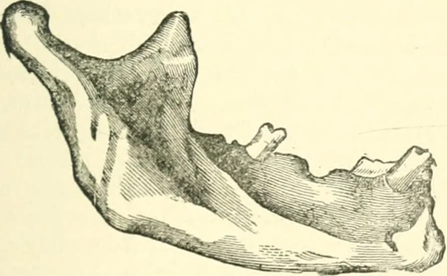 An illustration from Man before metals, 1902, leaf 54