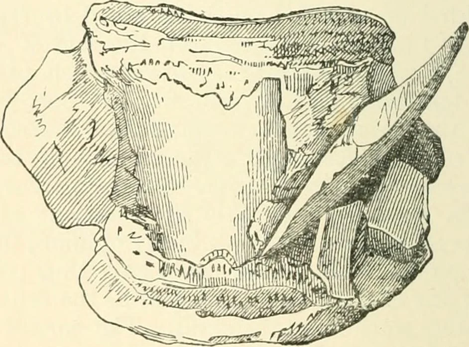 An illustration from Man before metals, 1902, leaf 91