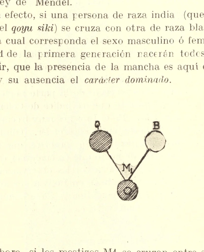 An illustration from Qoyu siki; manchas cutáneas congénitas de los aborígenes del Perú, 1915, leaf 38