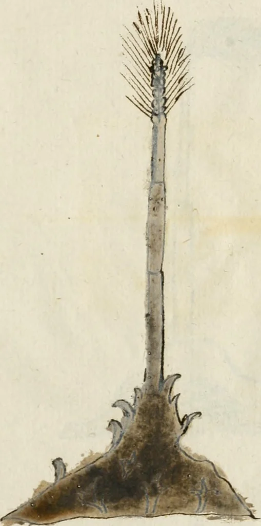An illustration from Manly Palmer Hall collection of alchemical manuscripts, 1500-1825, 1600, leaf 38
