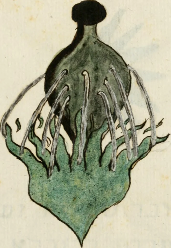 An illustration from Manly Palmer Hall collection of alchemical manuscripts, 1500-1825, 1600, leaf 48