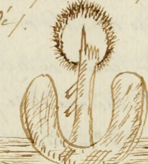 An illustration from Manly Palmer Hall collection of alchemical manuscripts, 1500-1825, 1600, leaf 669