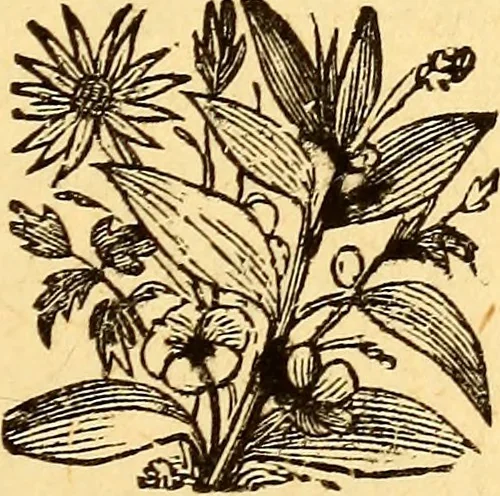 An illustration from Manners, culture and dress of the best American society, including social, commercial and legal forms, letter writing, invitations, &c., also valuable suggestions on self culture and home training, 1893, leaf 154