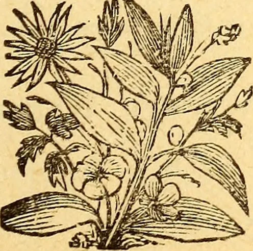 An illustration from Manners, culture and dress of the best American society, including social, commercial and legal forms, letter writing, invitations, &c., also valuable suggestions on self culture and home training, 1893, leaf 326