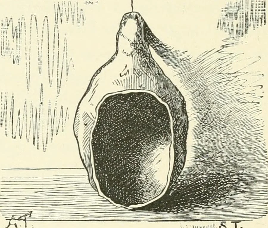 An illustration from Manners and monuments of prehistoric peoples, 1892, leaf 121