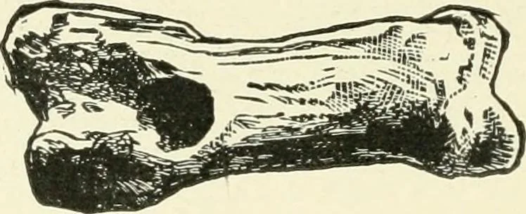 An illustration from Manners and monuments of prehistoric peoples, 1892, leaf 135