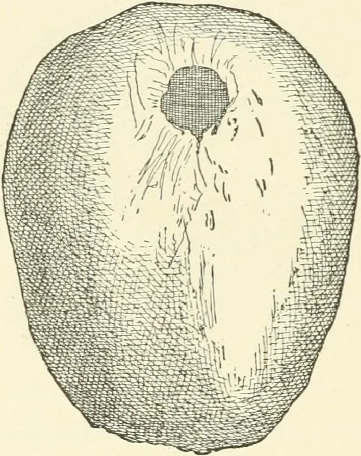 An illustration from Manners and monuments of prehistoric peoples, 1892, leaf 273