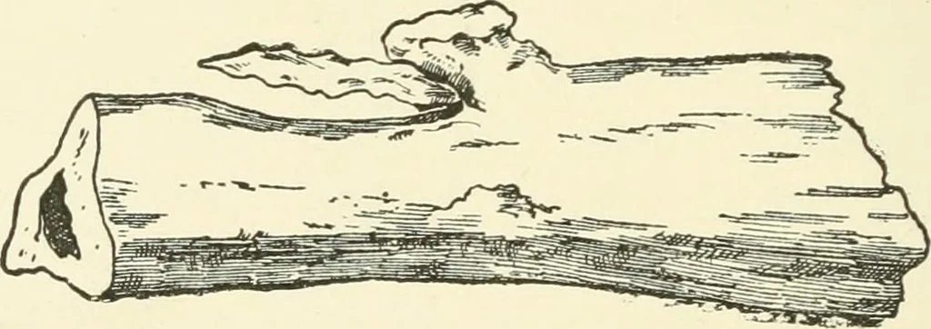 An illustration from Manners and monuments of prehistoric peoples, 1892, leaf 275