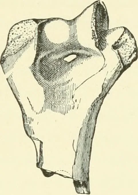 An illustration from Manners and monuments of prehistoric peoples, 1892, leaf 276