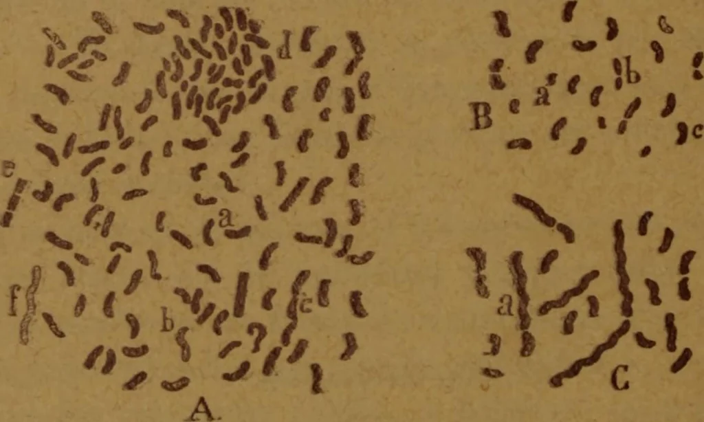 An illustration from Manual de anatomía patológica general : seguida de un resumen de microscopia aplicada a la histología y bacteriología patológicas, 1896, leaf 177