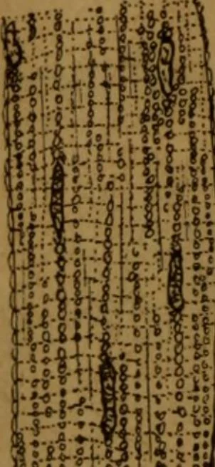An illustration from Manual de anatomía patológica general : seguida de un resumen de microscopia aplicada a la histología y bacteriología patológicas, 1896, leaf 23