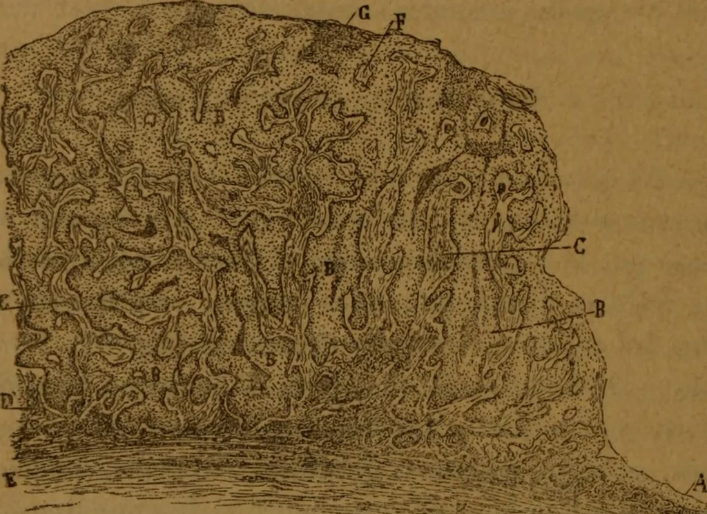 An illustration from Manual de anatomía patológica general : seguida de un resumen de microscopia aplicada a la histología y bacteriología patológicas, 1896, leaf 255