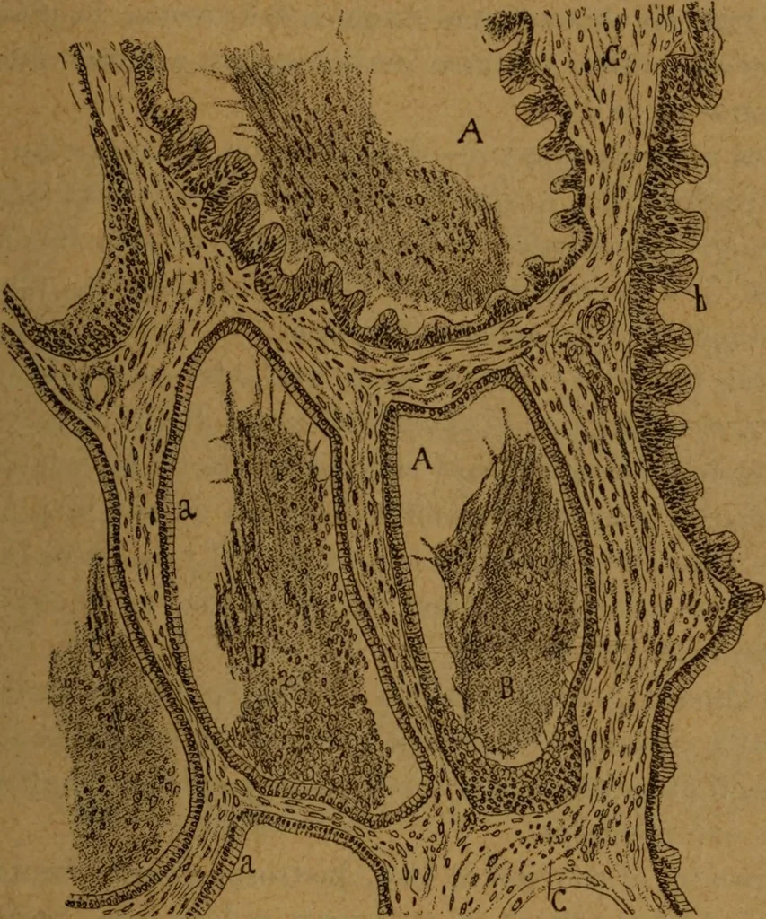 An illustration from Manual de anatomía patológica general : seguida de un resumen de microscopia aplicada a la histología y bacteriología patológicas, 1896, leaf 282