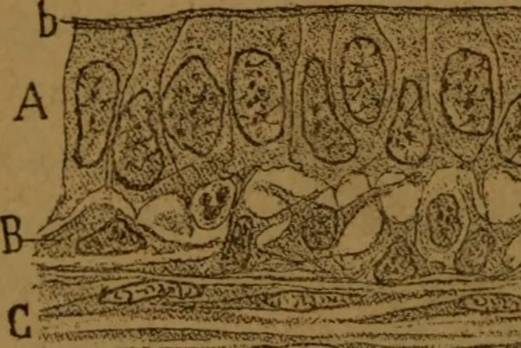 An illustration from Manual de anatomía patológica general : seguida de un resumen de microscopia aplicada a la histología y bacteriología patológicas, 1896, leaf 285