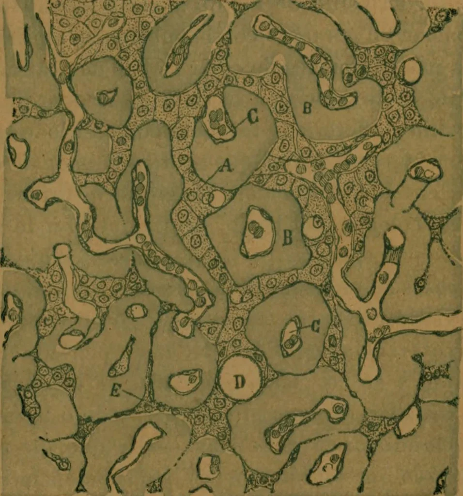 An illustration from Manual de anatomía patológica general : seguida de un resumen de microscopia aplicada a la histología y bacteriología patológicas, 1896, leaf 30