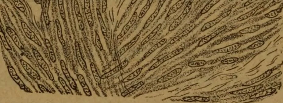 An illustration from Manual de anatomía patológica general : seguida de un resumen de microscopia aplicada a la histología y bacteriología patológicas, 1896, leaf 328
