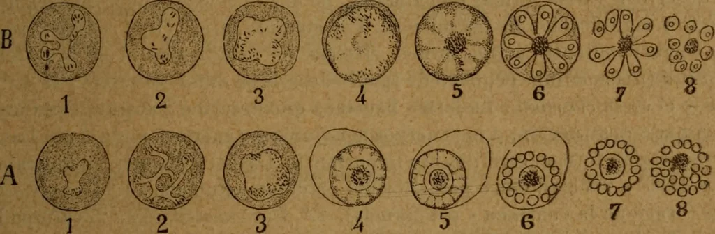 An illustration from Manual de anatomía patológica general : seguida de un resumen de microscopia aplicada a la histología y bacteriología patológicas, 1896, leaf 352