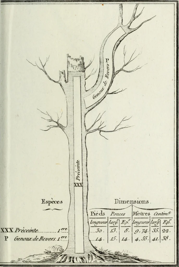 An illustration from Manuale ad uso degli agenti dei boschi e della marina ..., 1807, leaf 318