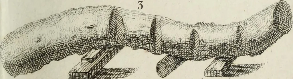An illustration from Manuale ad uso degli agenti dei boschi e della marina ..., 1807, leaf 332