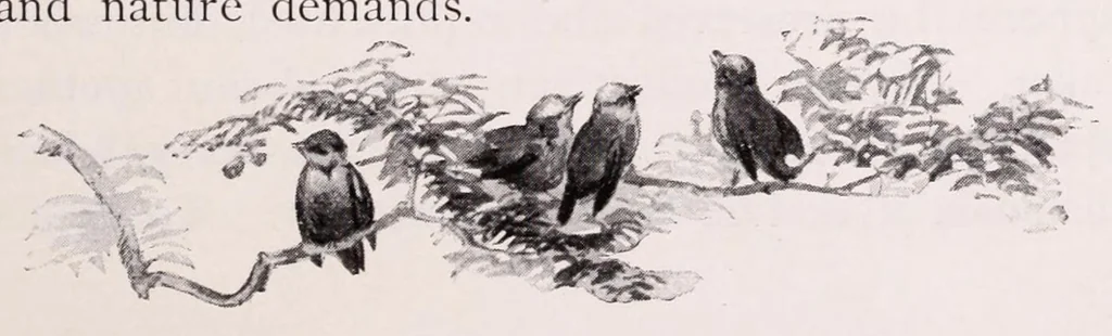 An illustration from A manual for China painters. being a practical and comprehensive treatise on the art of painting China and glass with mineral colors, 1897, leaf 203
