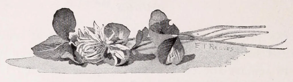 An illustration from A manual for China painters. being a practical and comprehensive treatise on the art of painting China and glass with mineral colors, 1897, leaf 88
