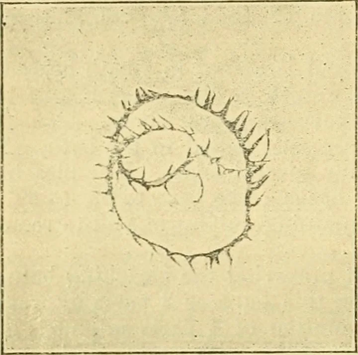 An illustration from A manual of dyeing: for the use of practical dyers, manufacturers, students, and all interested in the art of dyeing, 1919, leaf 173