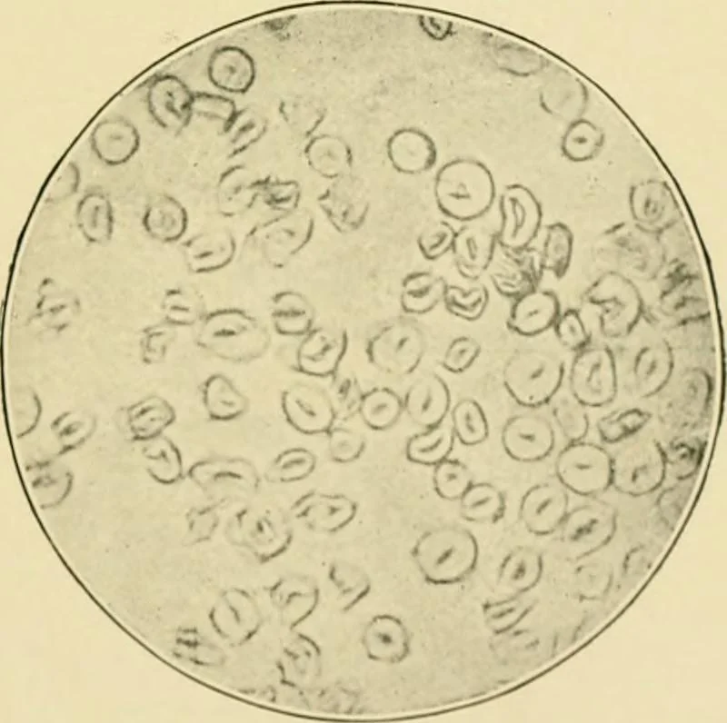 An illustration from A manual of dyeing: for the use of practical dyers, manufacturers, students, and all interested in the art of dyeing, 1919, leaf 38