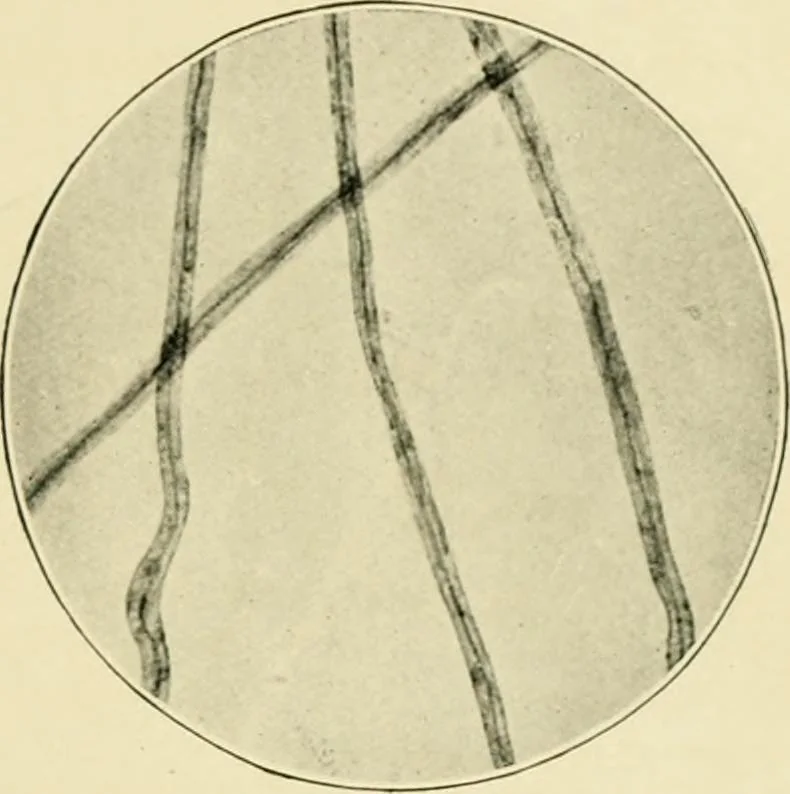 An illustration from A manual of dyeing: for the use of practical dyers, manufacturers, students, and all interested in the art of dyeing, 1919, leaf 58