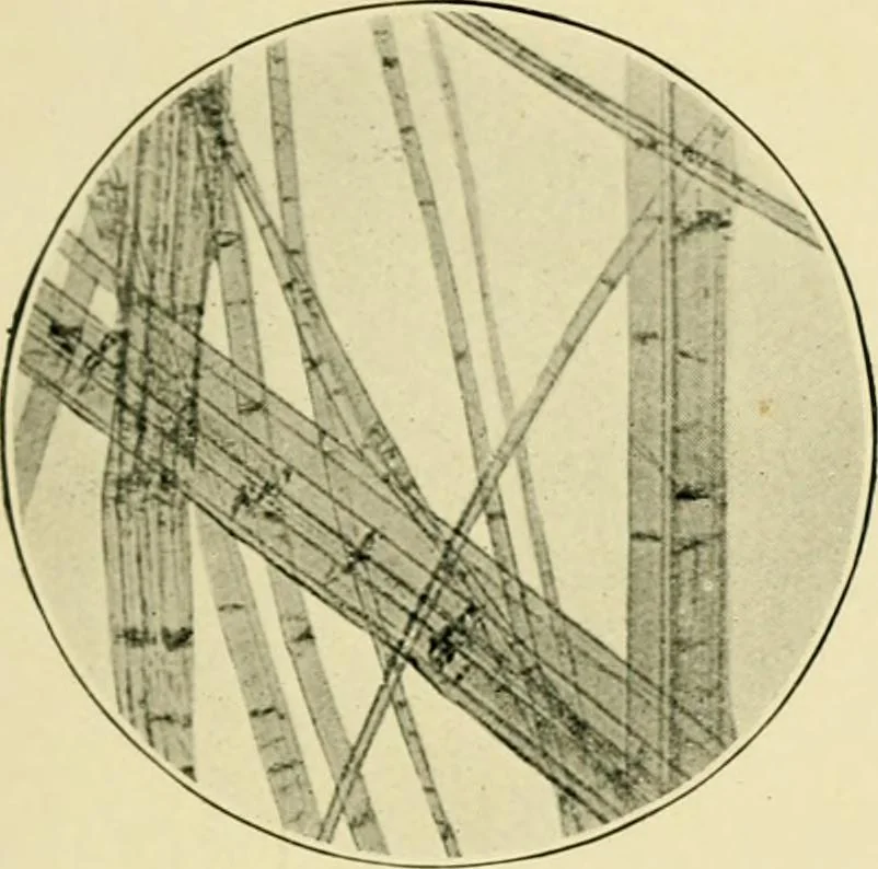 An illustration from A manual of dyeing: for the use of practical dyers, manufacturers, students, and all interested in the art of dyeing, 1919, leaf 58