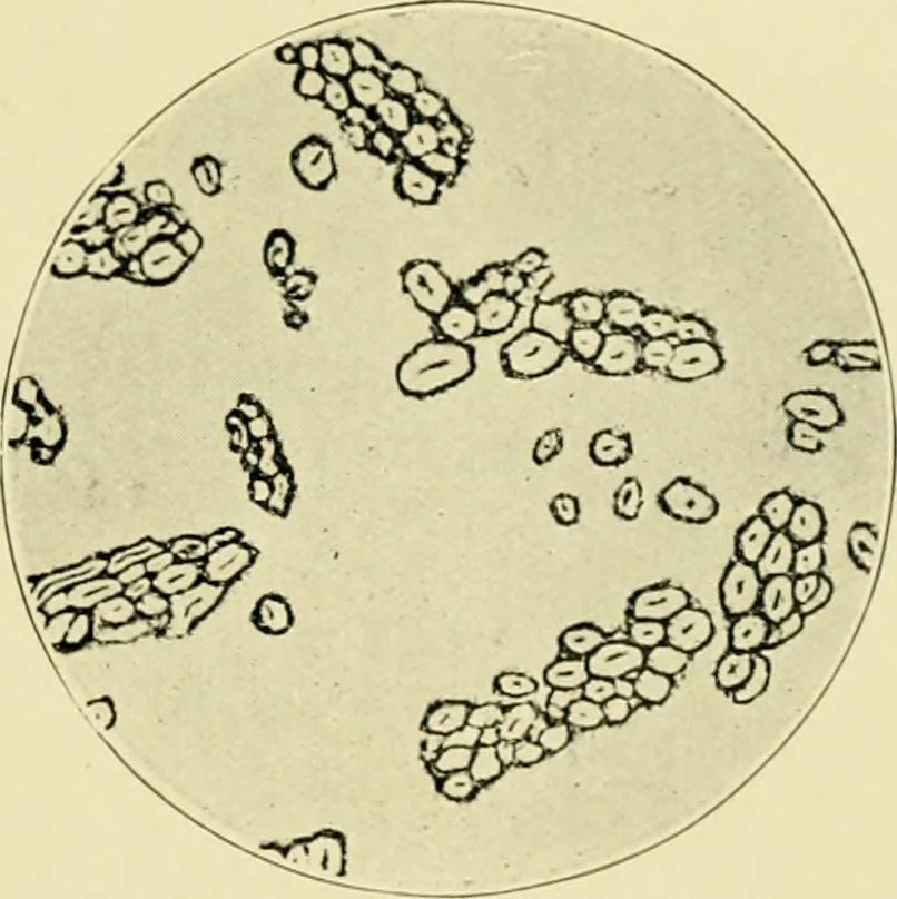 An illustration from A manual of dyeing: for the use of practical dyers, manufacturers, students, and all interested in the art of dyeing, 1919, leaf 58