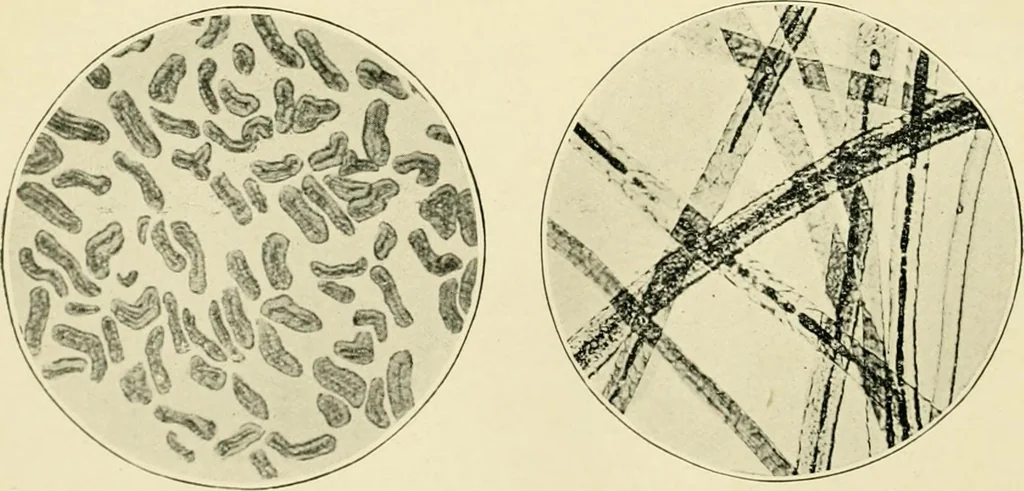 An illustration from A manual of dyeing: for the use of practical dyers, manufacturers, students, and all interested in the art of dyeing, 1919, leaf 59