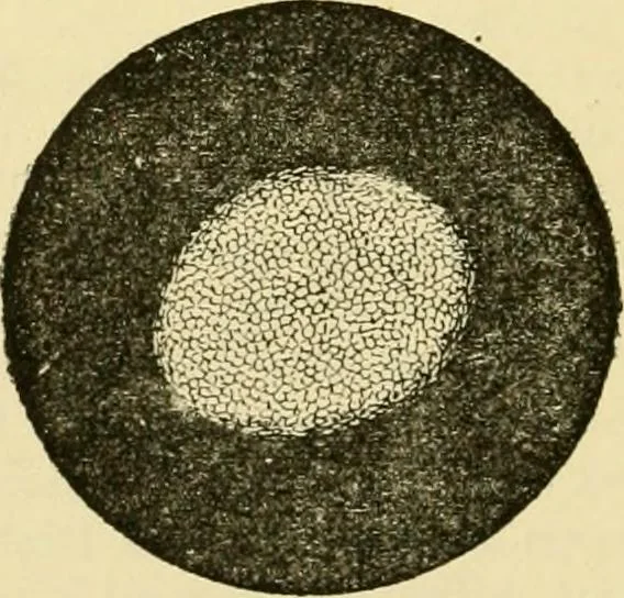 An illustration from A manual of dyeing: for the use of practical dyers, manufacturers, students, and all interested in the art of dyeing, 1919, leaf 65