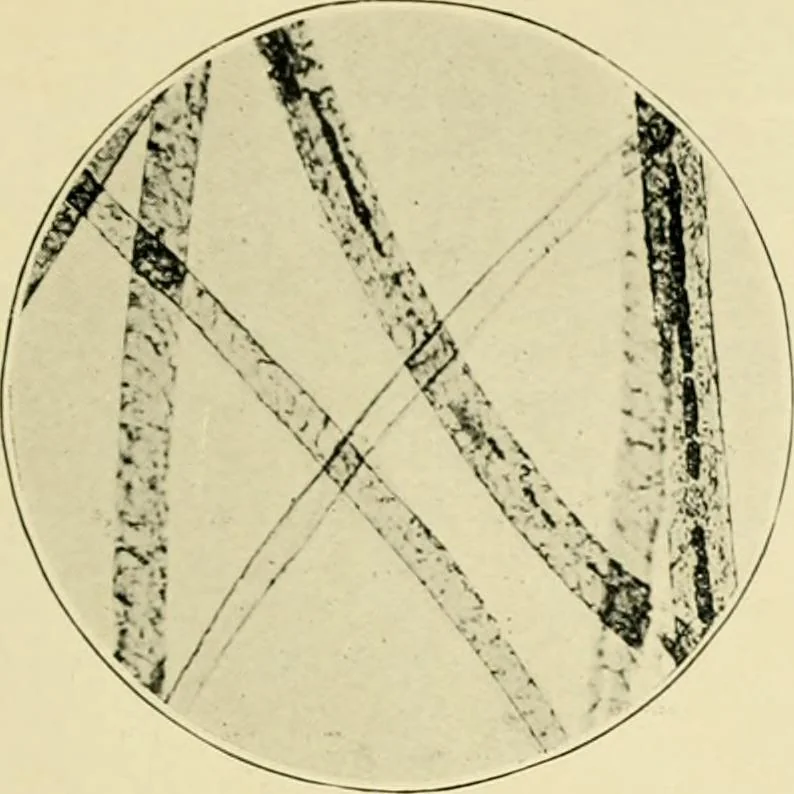 An illustration from A manual of dyeing: for the use of practical dyers, manufacturers, students, and all interested in the art of dyeing, 1919, leaf 66