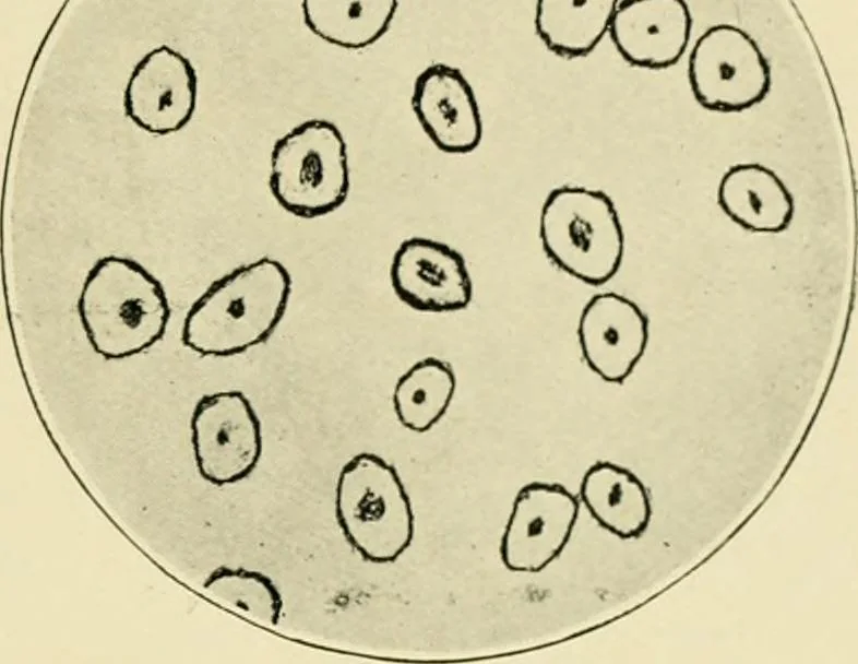 An illustration from A manual of dyeing: for the use of practical dyers, manufacturers, students, and all interested in the art of dyeing, 1919, leaf 66