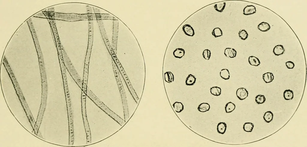 An illustration from A manual of dyeing: for the use of practical dyers, manufacturers, students, and all interested in the art of dyeing, 1919, leaf 66
