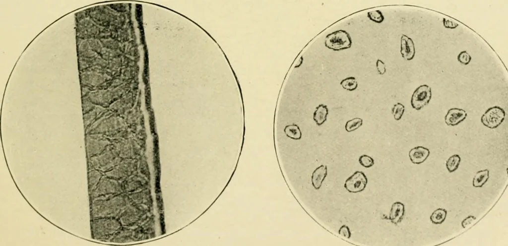 An illustration from A manual of dyeing: for the use of practical dyers, manufacturers, students, and all interested in the art of dyeing, 1919, leaf 66