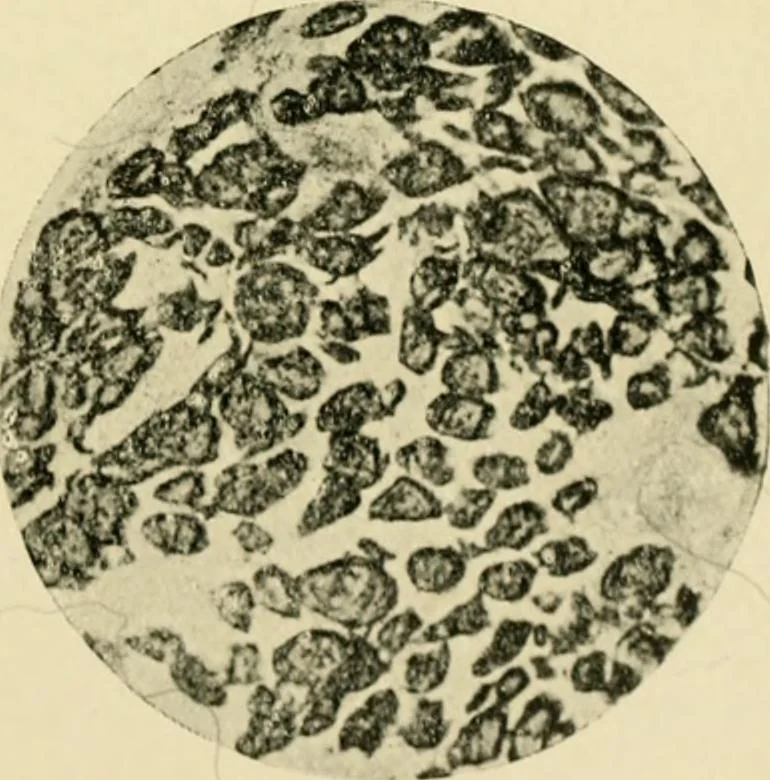 An illustration from A manual of dyeing: for the use of practical dyers, manufacturers, students, and all interested in the art of dyeing, 1919, leaf 82