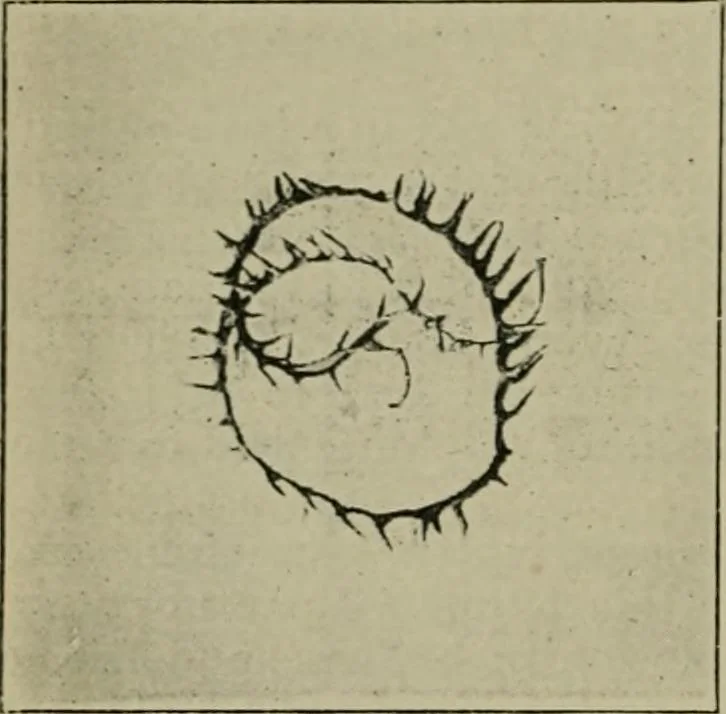 An illustration from A manual of dyeing: for the use of practical dyers, manufacturers, students, and all interested in the art of dyeing, 1910, leaf 177
