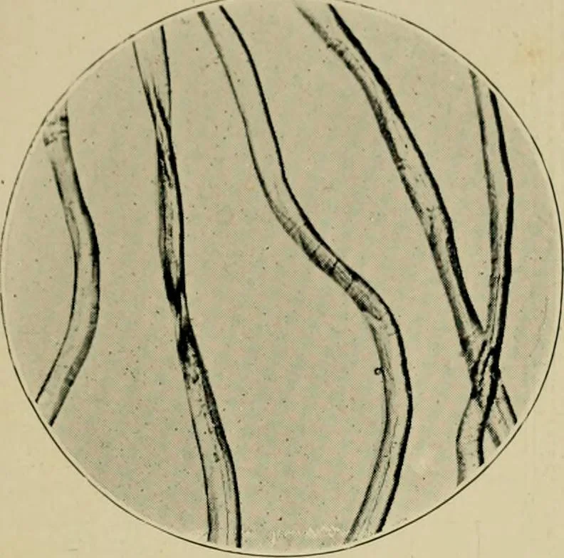 An illustration from A manual of dyeing: for the use of practical dyers, manufacturers, students, and all interested in the art of dyeing, 1910, leaf 40