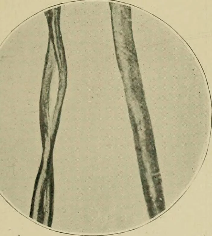 An illustration from A manual of dyeing: for the use of practical dyers, manufacturers, students, and all interested in the art of dyeing, 1910, leaf 40