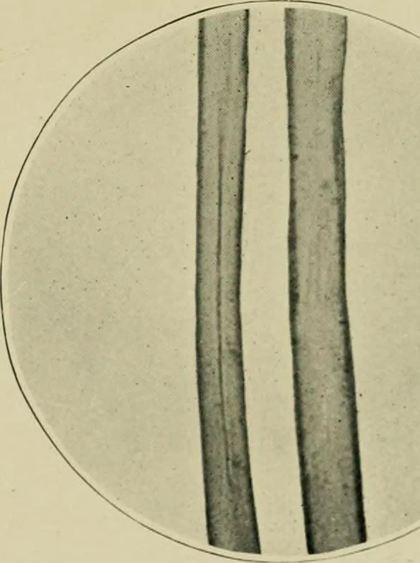 An illustration from A manual of dyeing: for the use of practical dyers, manufacturers, students, and all interested in the art of dyeing, 1910, leaf 40