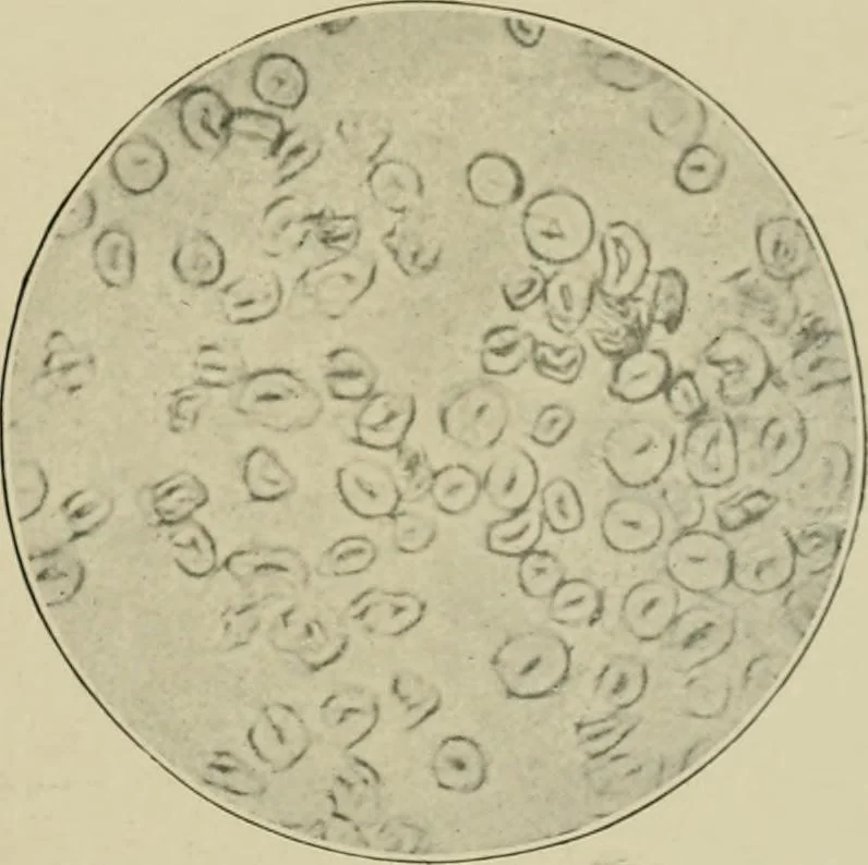 An illustration from A manual of dyeing: for the use of practical dyers, manufacturers, students, and all interested in the art of dyeing, 1910, leaf 40