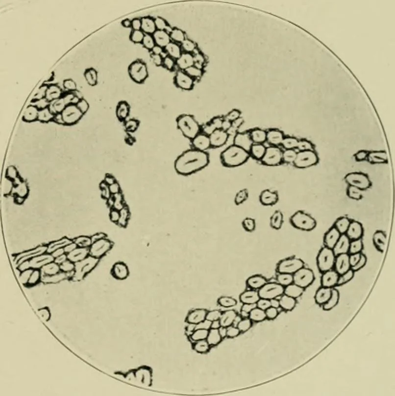 An illustration from A manual of dyeing: for the use of practical dyers, manufacturers, students, and all interested in the art of dyeing, 1910, leaf 60