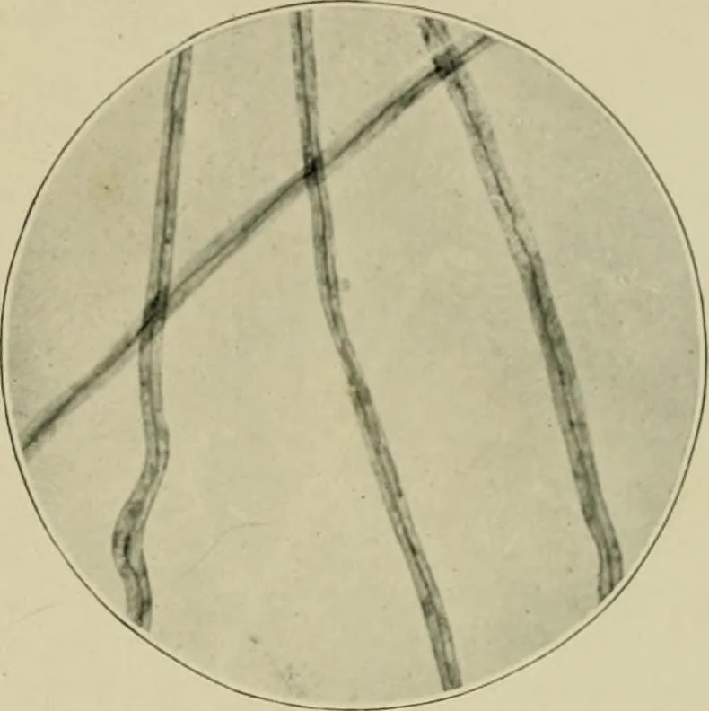 An illustration from A manual of dyeing: for the use of practical dyers, manufacturers, students, and all interested in the art of dyeing, 1910, leaf 60
