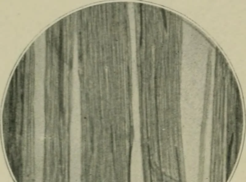 An illustration from A manual of dyeing: for the use of practical dyers, manufacturers, students, and all interested in the art of dyeing, 1910, leaf 63