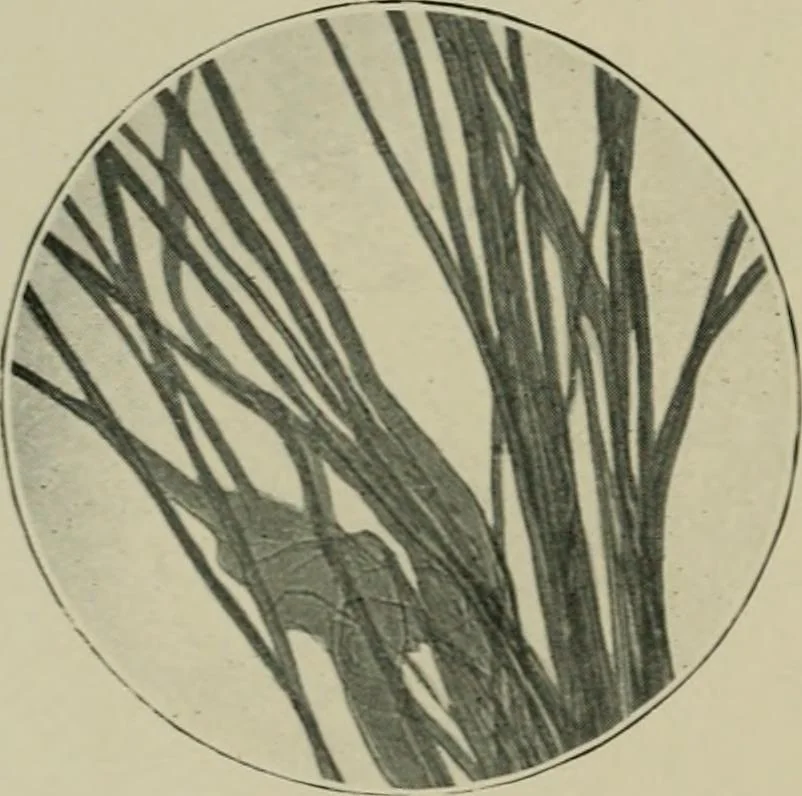 An illustration from A manual of dyeing: for the use of practical dyers, manufacturers, students, and all interested in the art of dyeing, 1910, leaf 63