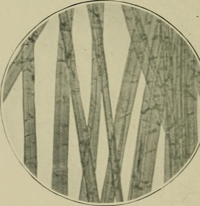 An illustration from A manual of dyeing: for the use of practical dyers, manufacturers, students, and all interested in the art of dyeing, 1910, leaf 63