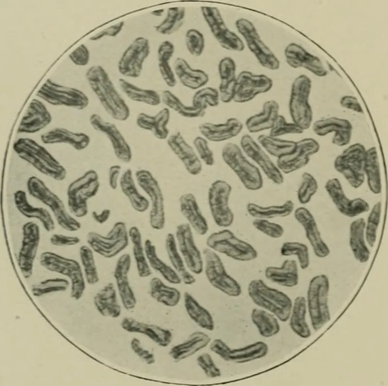 An illustration from A manual of dyeing: for the use of practical dyers, manufacturers, students, and all interested in the art of dyeing, 1910, leaf 63